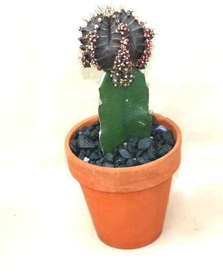 4" Grafted Cactus Colortop Clay
